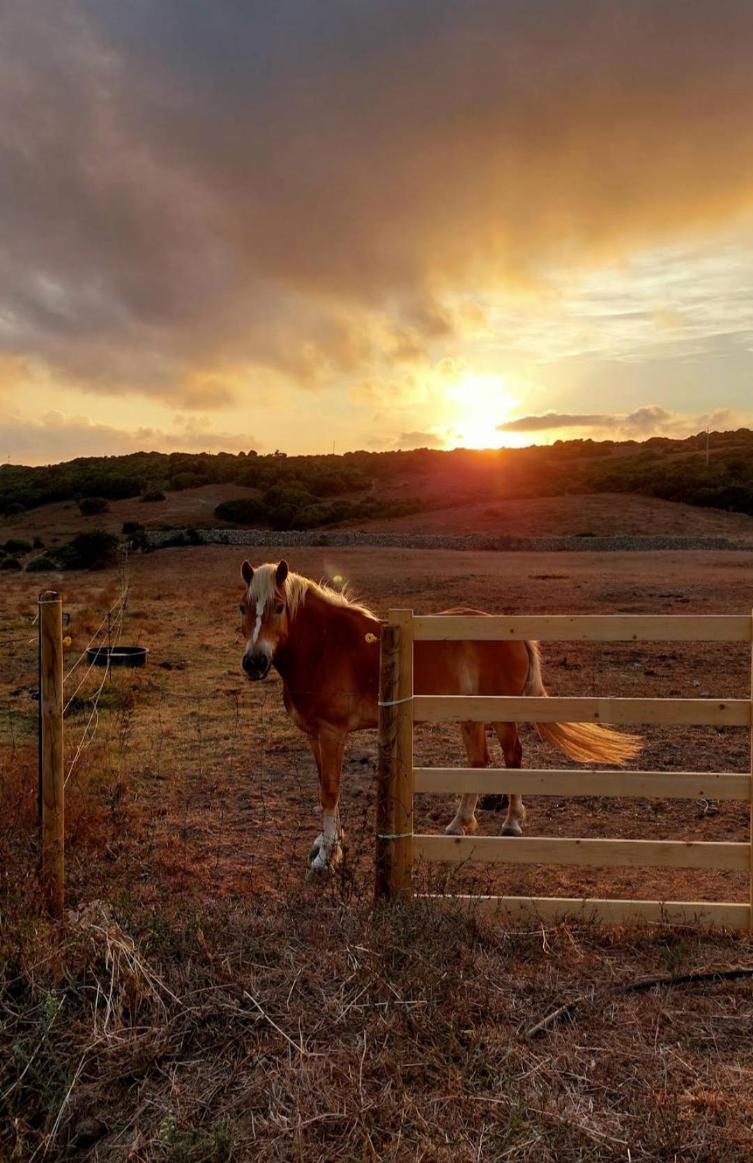 La Cera Farm Camping B&B Santa Teresa Gallura Exterior foto